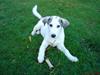 Blanding af racer kosmo(afleveret tilbage) [Tidl. hund]