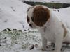 Cavalier king charles spaniel Blendheim