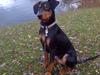 Tysk pinscher Nexus