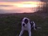 Amerikansk staffordshire terrier Calli RIP