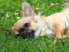 Chihuahua Amy