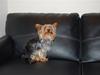 Yorkshire terrier Gizmo