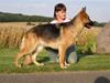 Schæferhund Karats Rimmi [Tidl. hund]