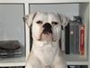 Amerikansk bulldog Micha R.I.P 2010