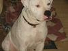 Amerikansk bulldog Kettner`s Fiona
