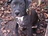 Amerikansk staffordshire terrier Nismo