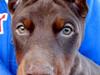 Dobermann NITRO DI ALTOBELLO