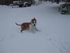 Amerikansk staffordshire terrier Primo (R.I.P.)