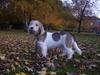 Petit basset griffon wendéen Rosa