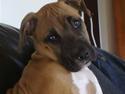 Cane corso Cozmo <3