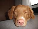 Nova scotia duck tolling retriever Bella.