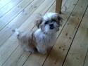 Shih tzu Bella