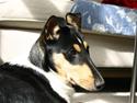 Collie korthåret Chico