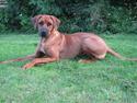 Rhodesian ridgeback Camilya