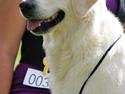 Golden retriever Athene