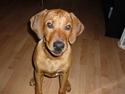Rhodesian ridgeback Ziba