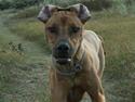 Rhodesian ridgeback Sputnik
