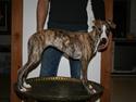 Whippet il Tempo Gigante