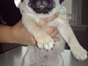 Mops Ivan Oberst