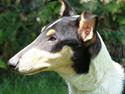 Collie korthåret Dollar