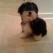 Bichon havanais Zeleco Haus Cosmo(Louis)