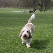 Petit basset griffon wendéen Wilma