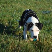 Amerikansk staffordshire terrier Baily " The one and only "