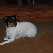 Dansk svensk gaardhund Lotus