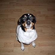 Dansk svensk gaardhund Lotus