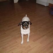 Dansk svensk gaardhund Lotus