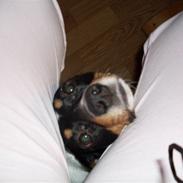 Dansk svensk gaardhund Lotus