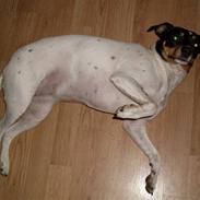 Dansk svensk gaardhund Lotus