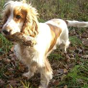 Cocker spaniel Freja