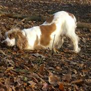 Cocker spaniel Freja