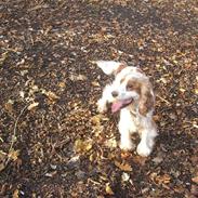 Cocker spaniel Freja
