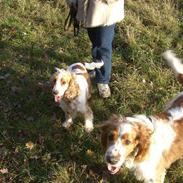 Cocker spaniel Freja