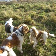 Cocker spaniel Freja
