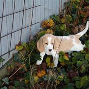 Beagle Eico