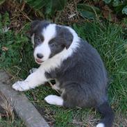 Border collie Bølle