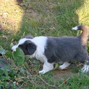 Border collie Bølle