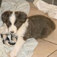 Border collie Bølle