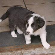 Border collie Bølle