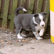 Border collie Bølle