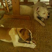 Amerikansk bulldog Tyson