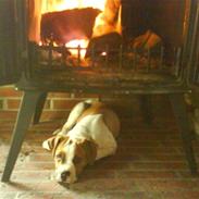 Amerikansk bulldog Tyson