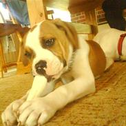 Amerikansk bulldog Tyson