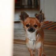 Chihuahua Bobo Baltahzar