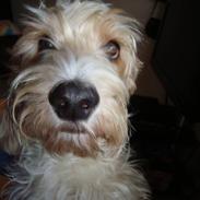 Petit basset griffon wendéen Victor (Vickys Cassius)