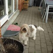 Petit basset griffon wendéen Victor (Vickys Cassius)