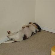 Petit basset griffon wendéen Victor (Vickys Cassius)